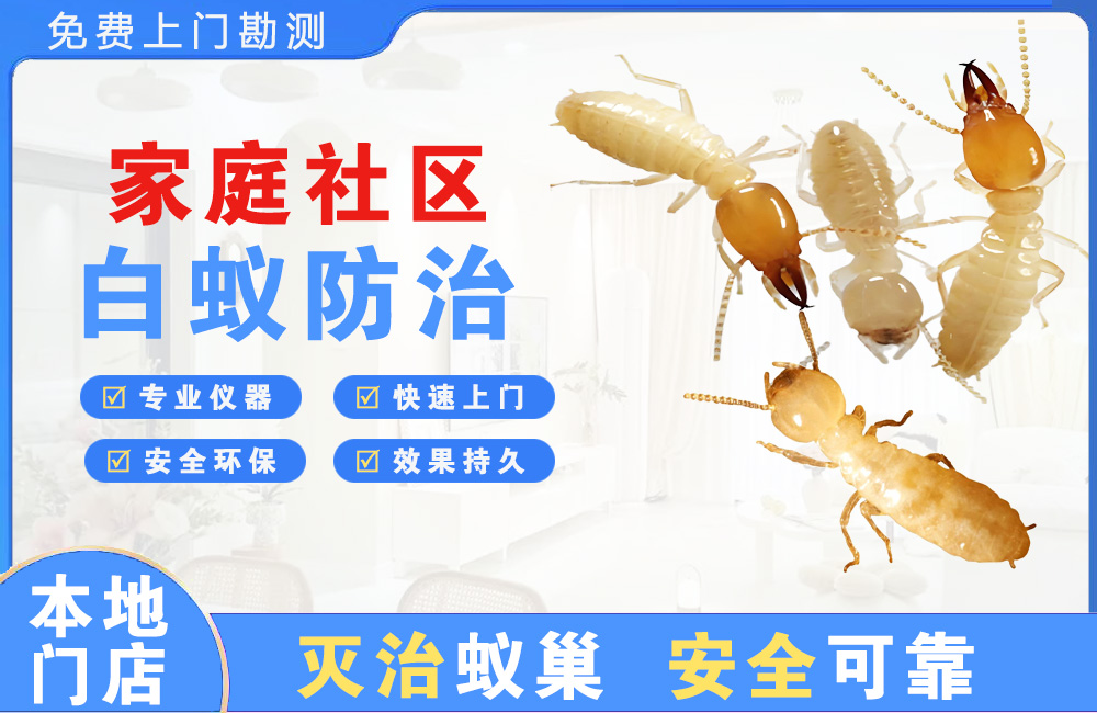 博罗家庭社区白蚁防治