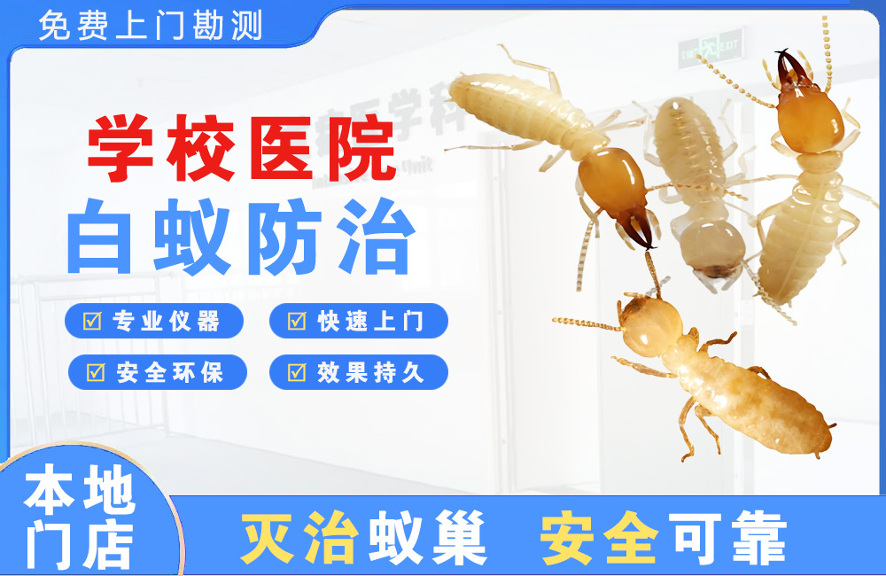 博罗学校医院白蚁防治