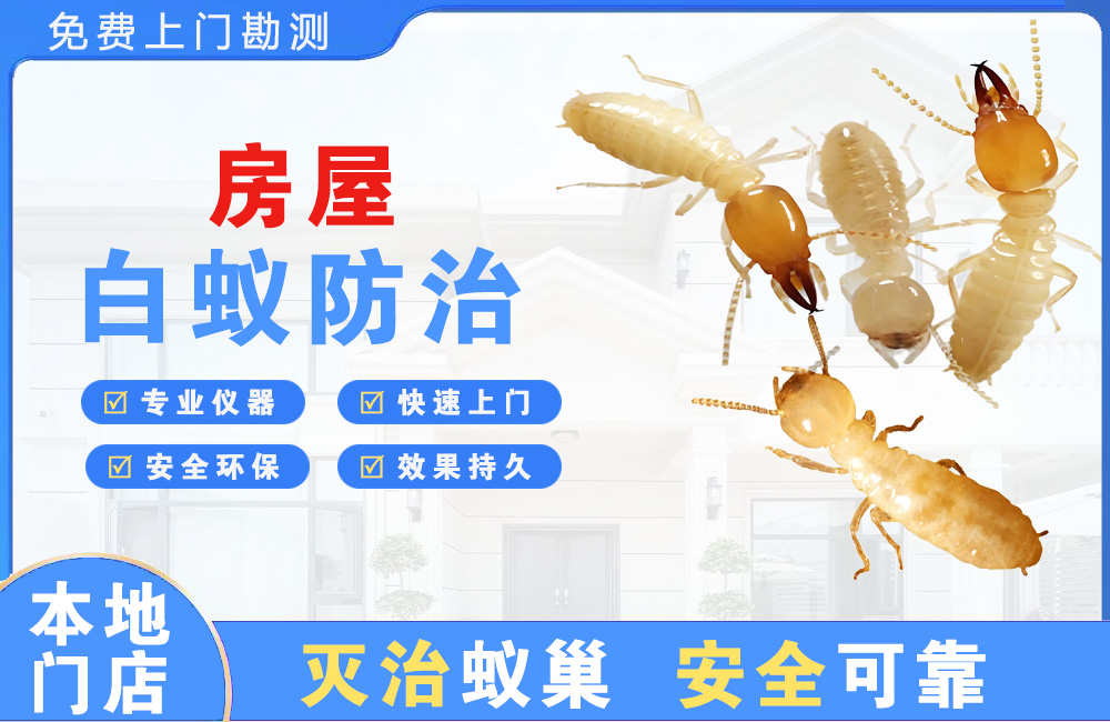 博罗房屋白蚁防治